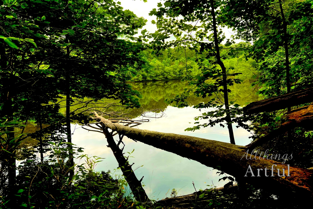 Forest Mirror | Stone Mountain Park Georgia Pond Reflections | Printable Wall Art