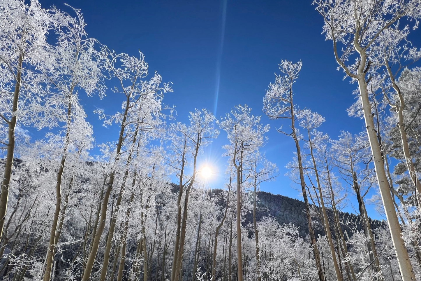 Winter Halo | Santa Fe New Mexico Frosted Aspen Trees | Printable Wall Art